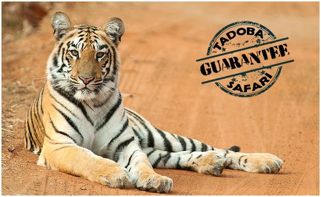 confirm tadoba jungle-jeep safari - tadoba safari booking GUARANTEED